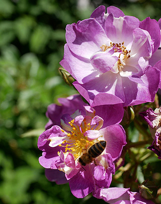 Bild: Blühende Rosen auf der Roseninsel