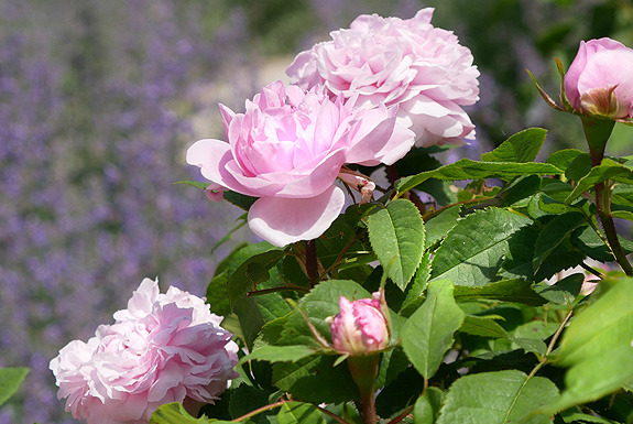Bild: Blühende Rose auf der Roseninsel