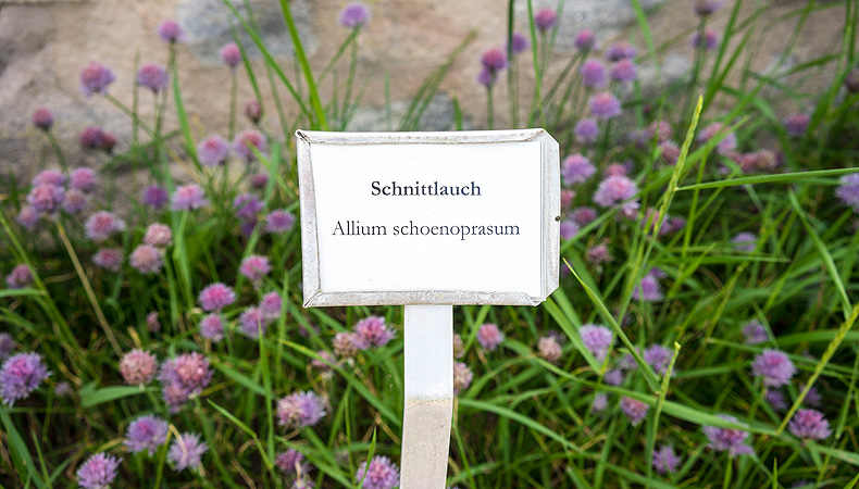 Schaupflanzung