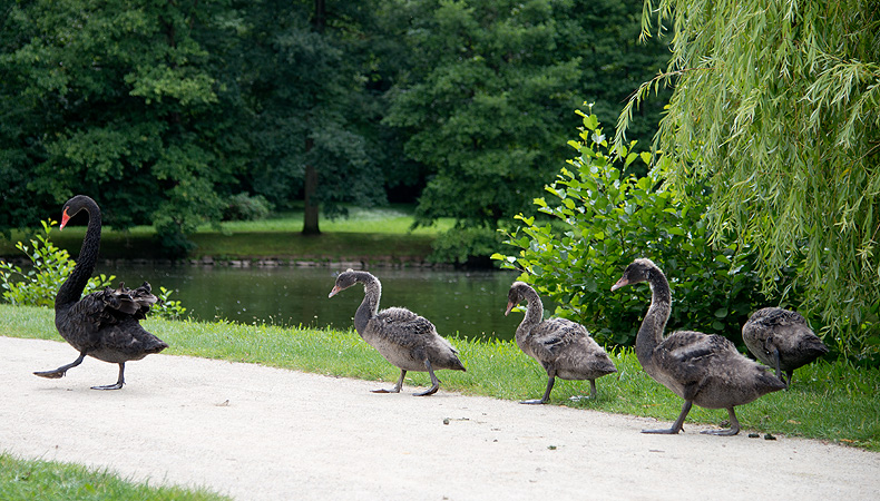 Trauerschwäne