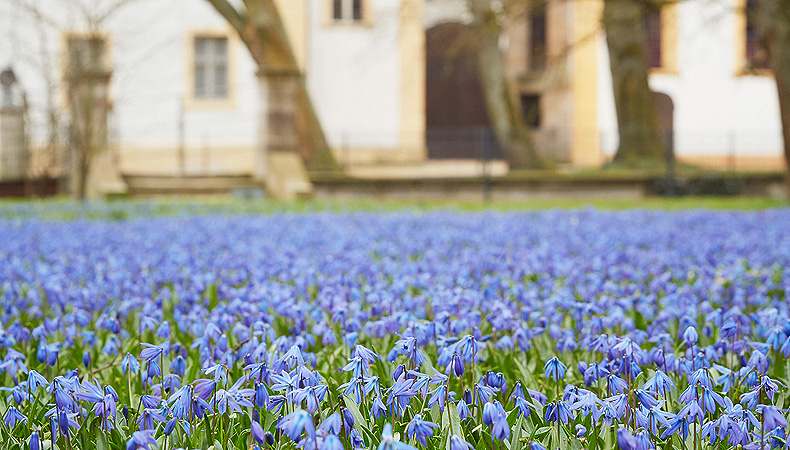 Blooming bluebells