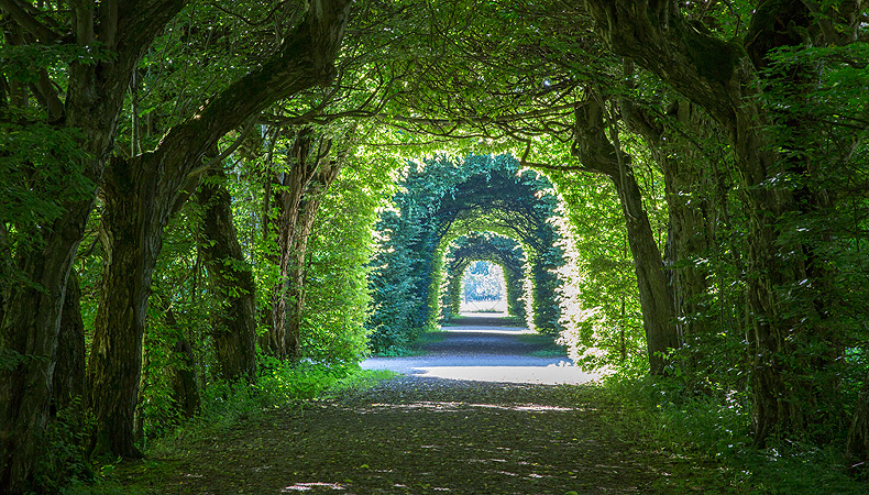 Bild: Hainbuchengang im Schlosspark Seehof