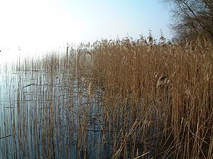 Bild: Naturschutzgebiet