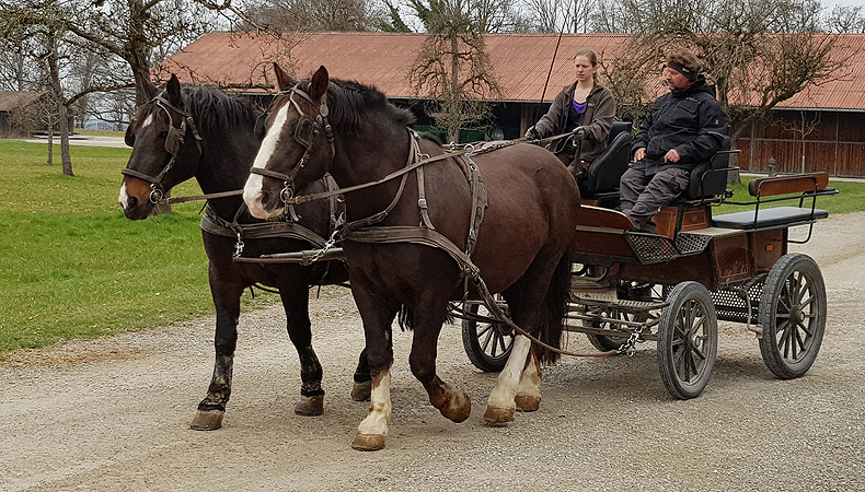 Bild: Pferdekutsche auf Herrenchiemsee