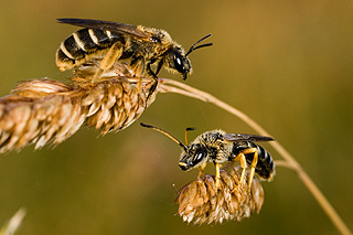 Bild: Wildbienen